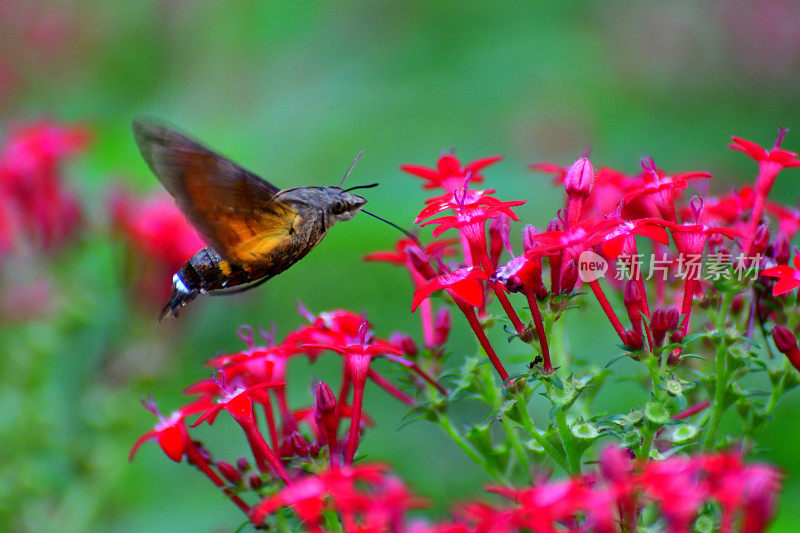 Pentas lanceolata和蜂鸟鹰蛾